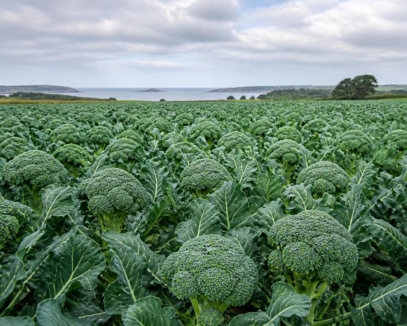 découvrez la saison idéale pour consommer le brocoli et profiter pleinement de ses bienfaits nutritionnels et gustatifs tout au long de l'année.