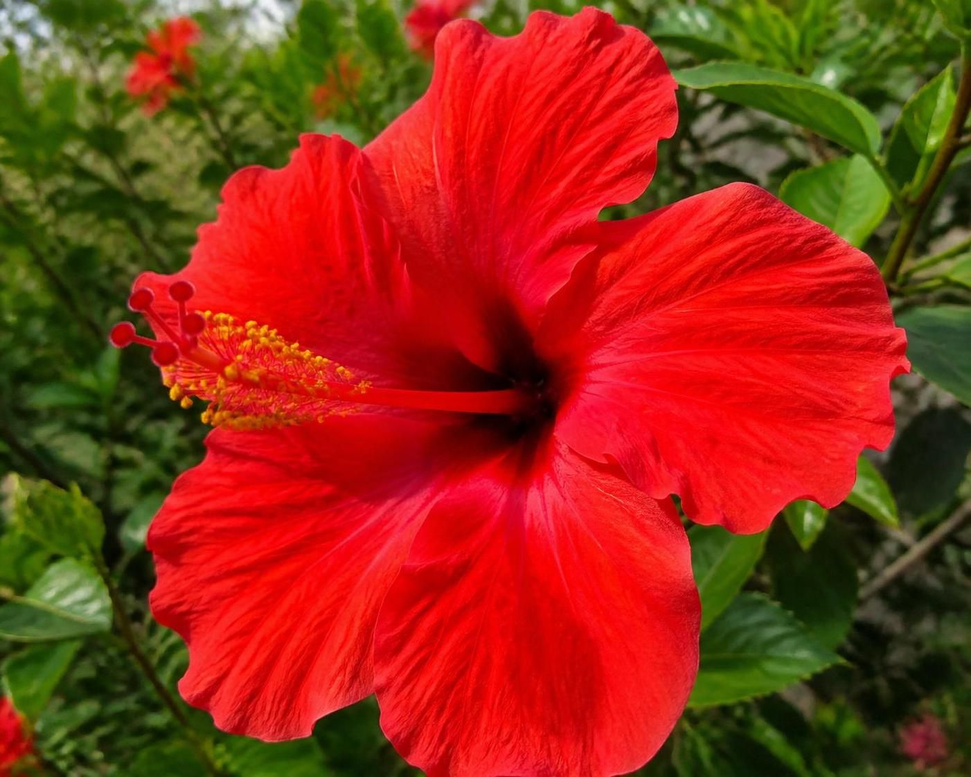 découvrez les bienfaits santé de l'hibiscus chinese, une fleur aux mille usages thérapeutiques et médicinaux, idéale pour renforcer votre bien-être au naturel.