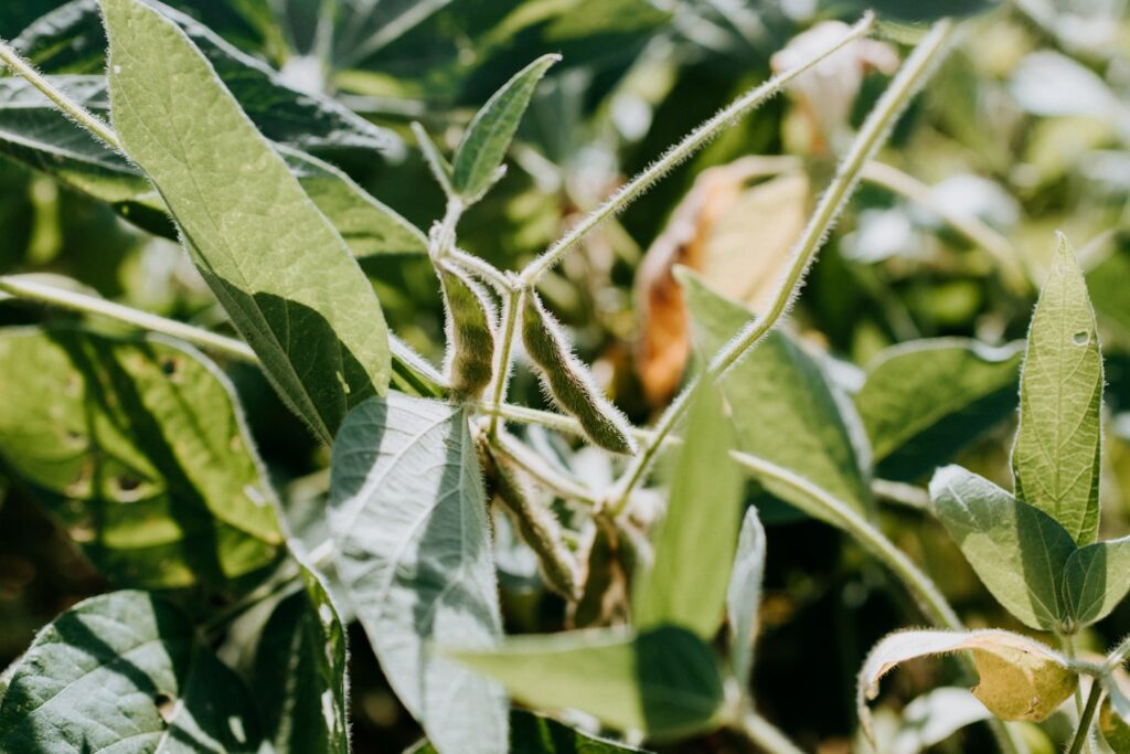 fuzzy soybean pods on a stalk
