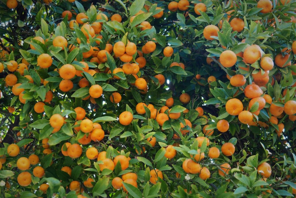 tangerines on the tree