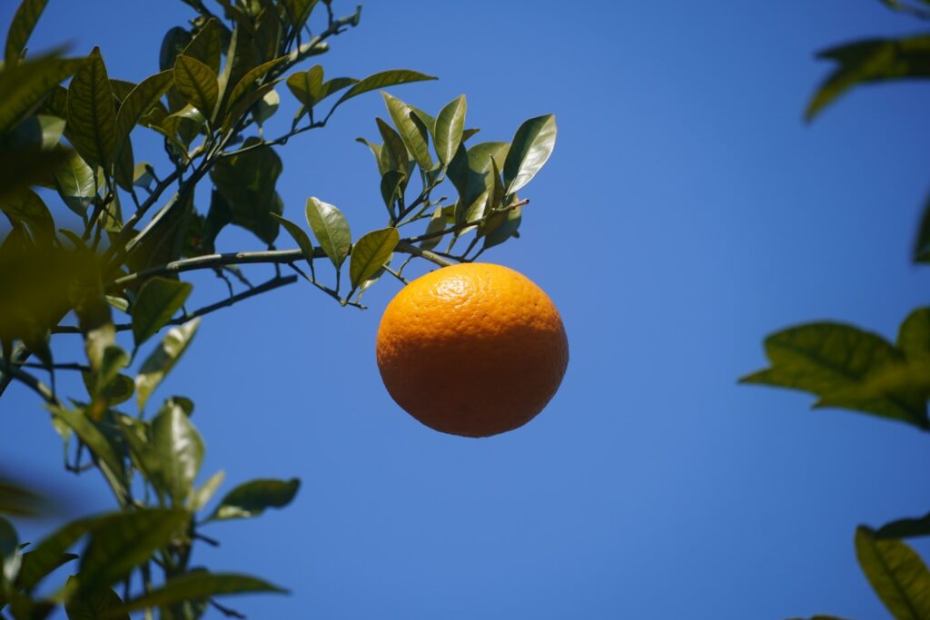 An orange hangs from a branch against a blue sky.
