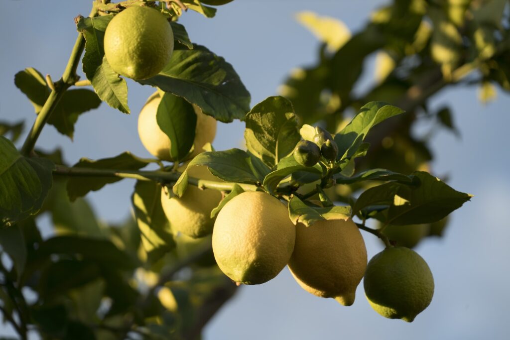 Yellow lemons, green leaves, and blue sky