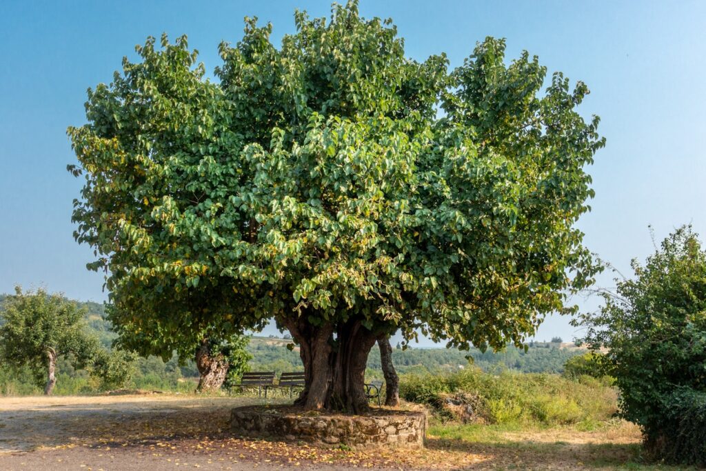 a large tree in the middle of a dirt road