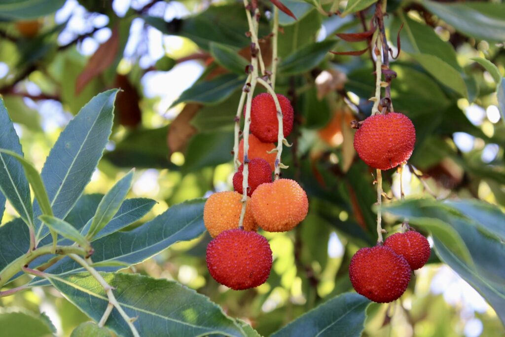 Red and orange berries hanging from a tree branch
