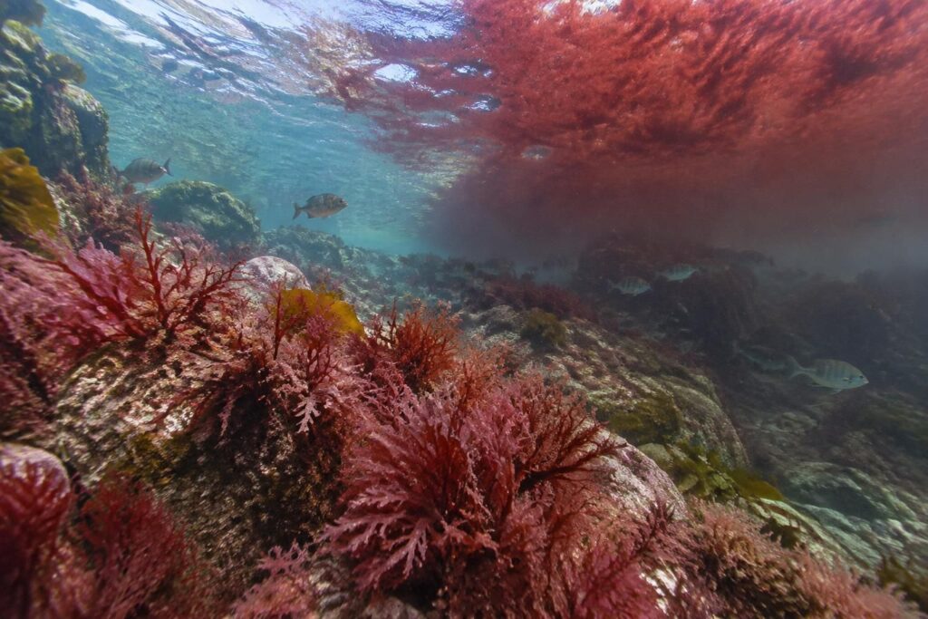 découvrez les caractéristiques des algues rouges, leur rôle dans les écosystèmes marins et leurs effets sur l’environnement.